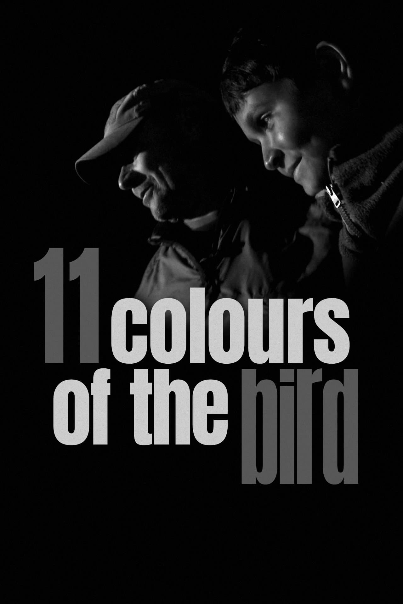 Poster 11 Colours of the Bird