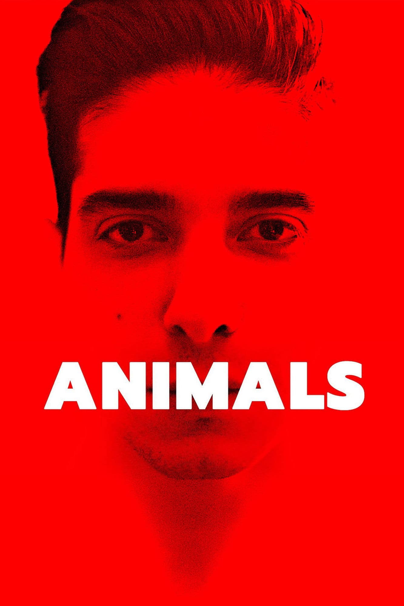 Poster Animals