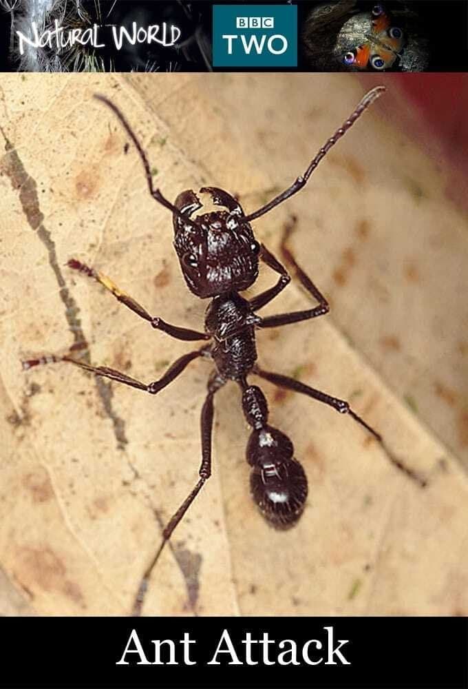 Poster Ant Attack