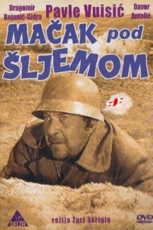Poster Cat Under a Helmet