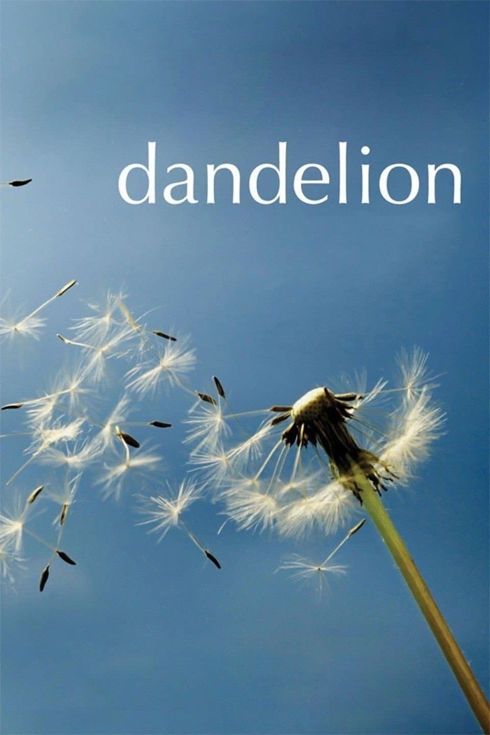 Poster Dandelion