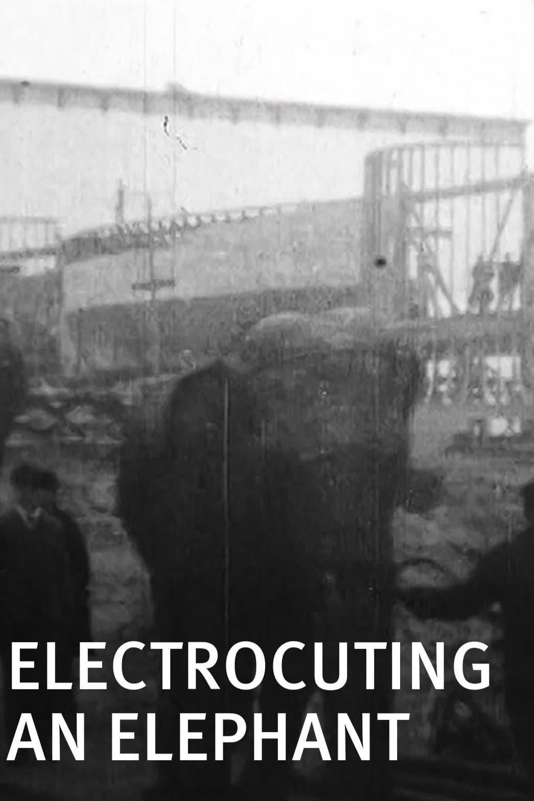 Poster Electrocuting an Elephant