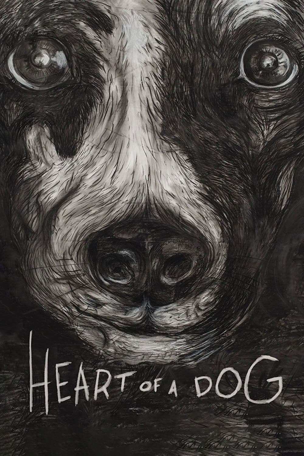 Poster Heart of a Dog