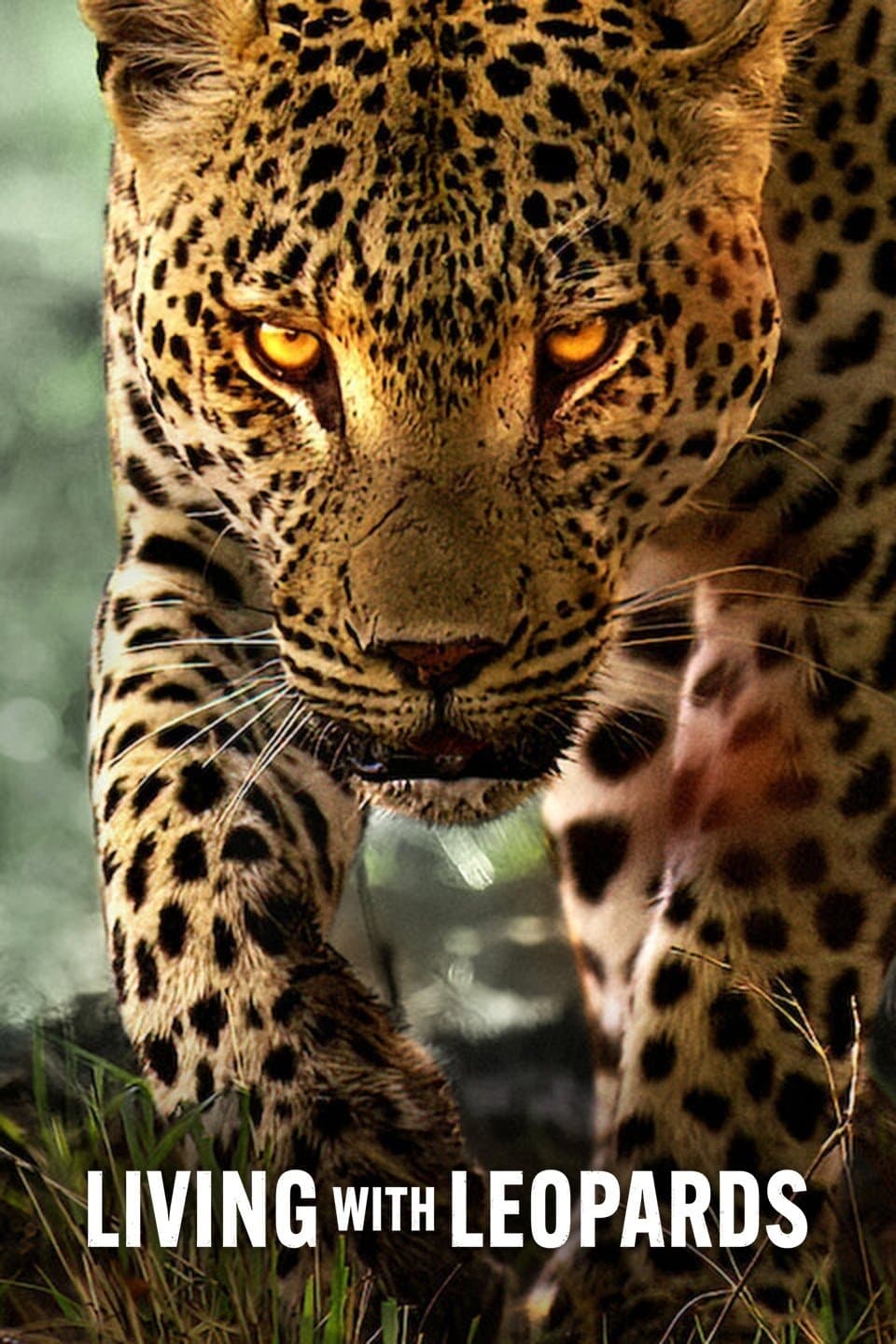 Poster Living with Leopards