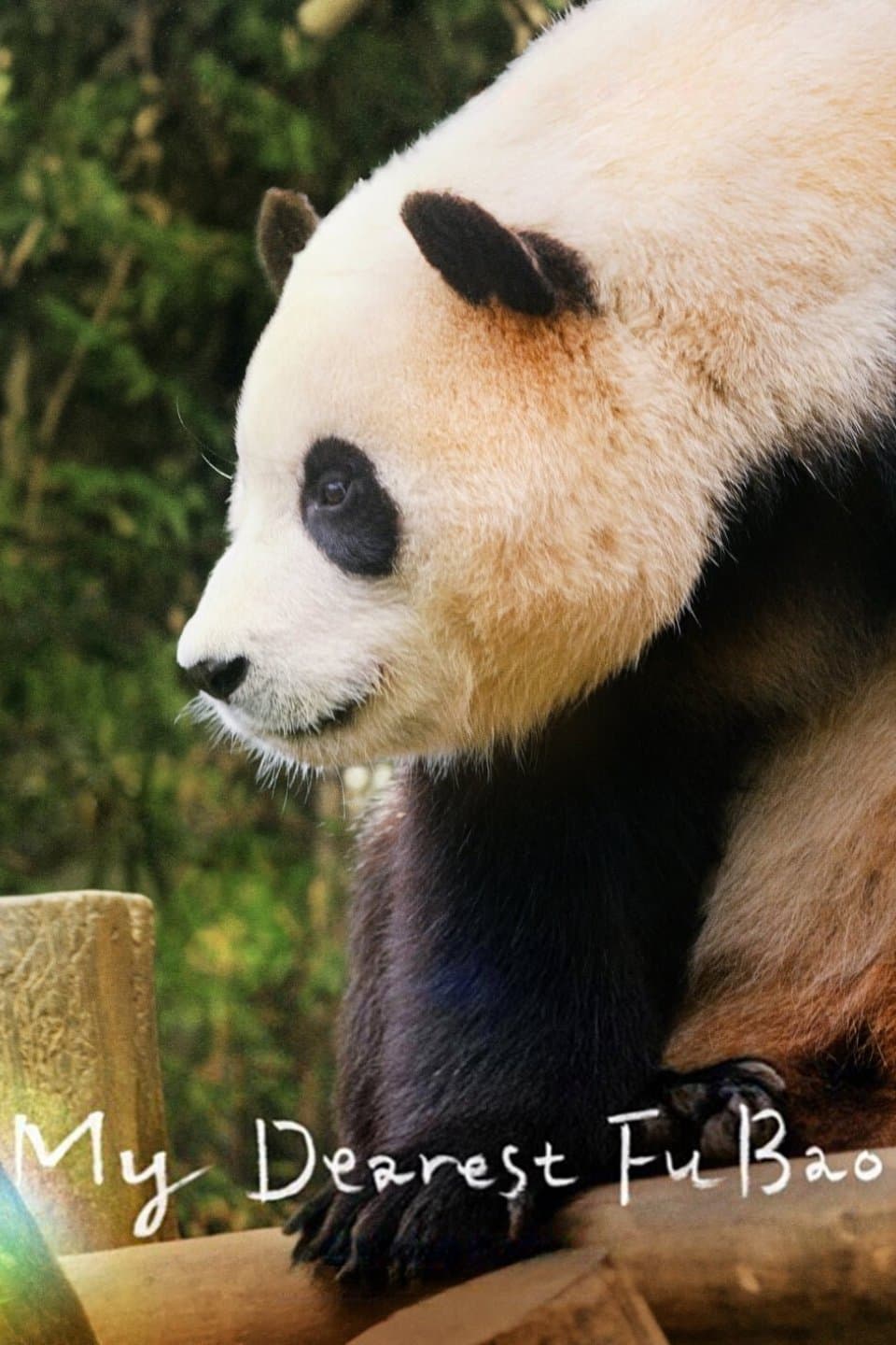 Poster My Dearest Fu Bao