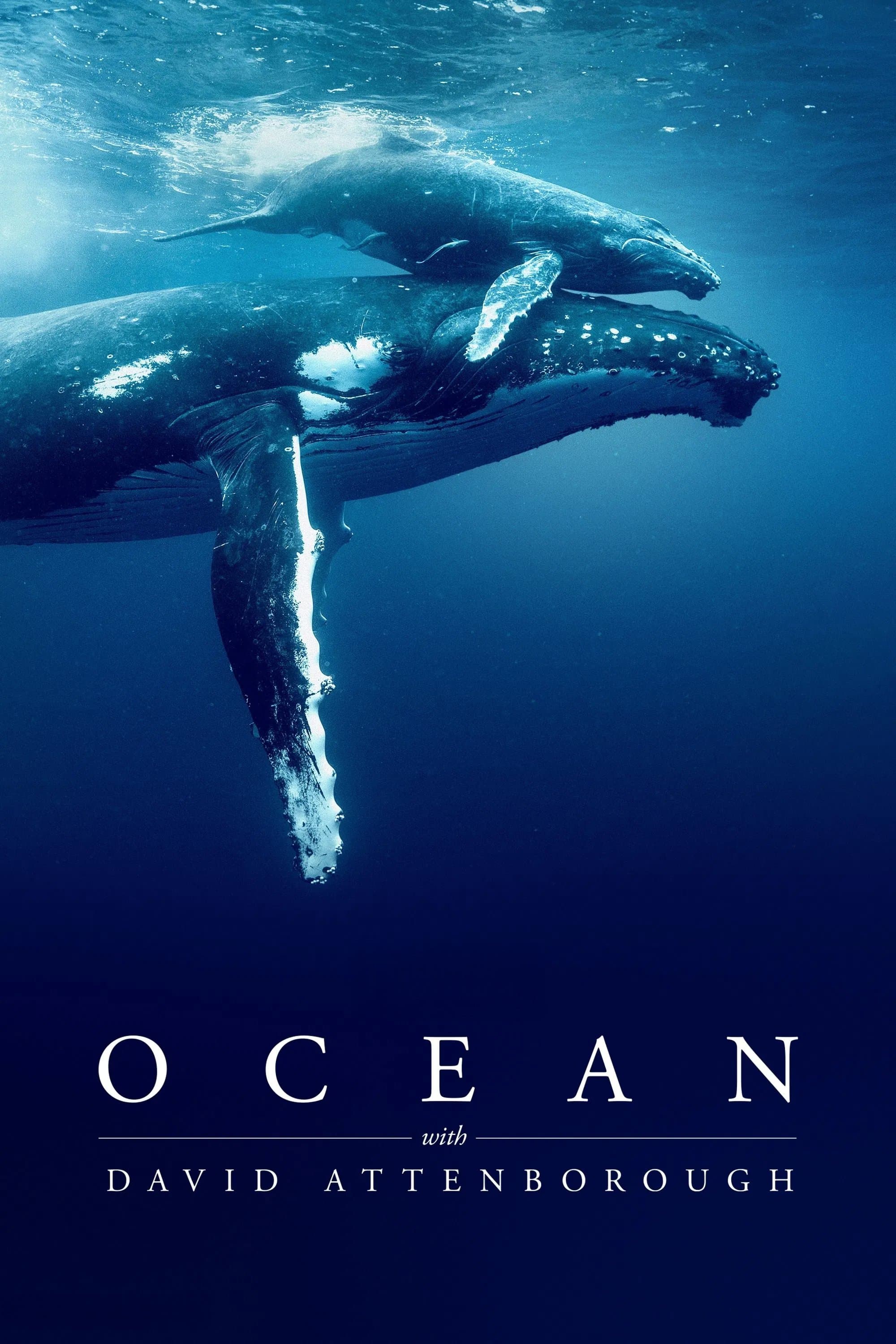 Poster Ocean with David Attenborough