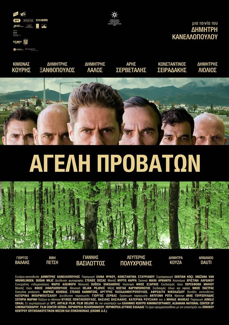 Poster Pack of Sheep