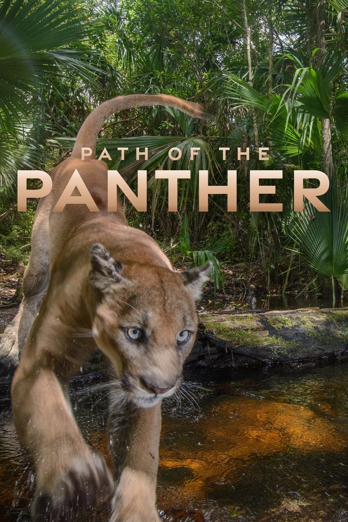 Poster Path of the Panther