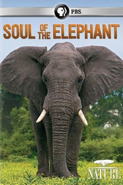Poster Soul of the Elephant