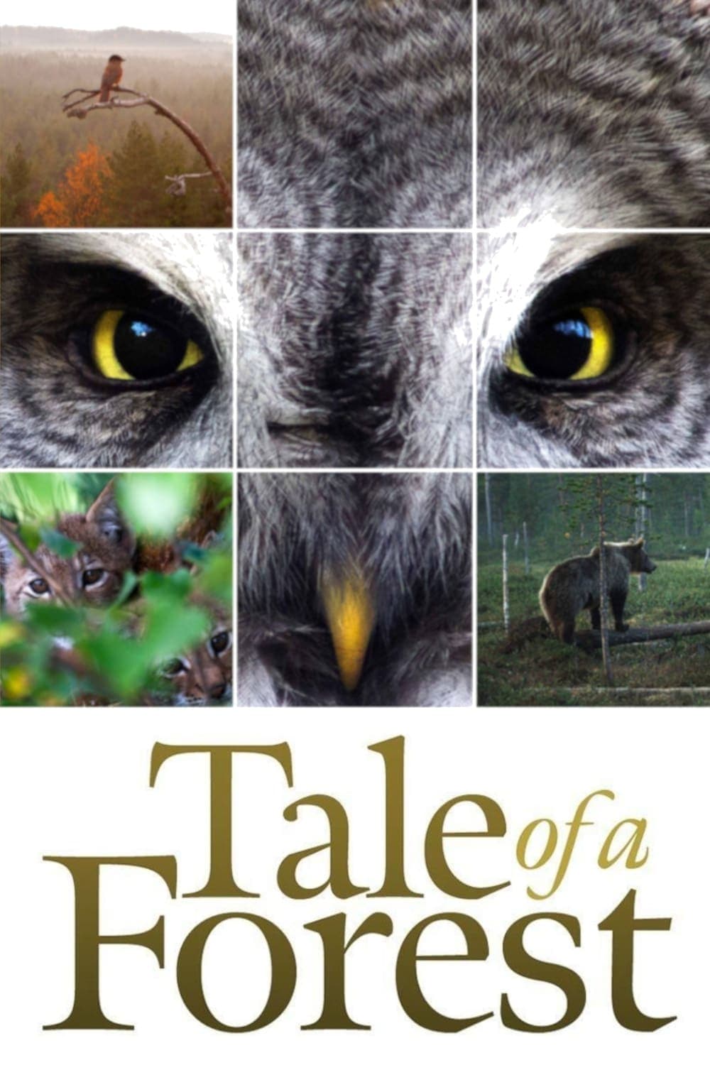 Poster Tale of a Forest