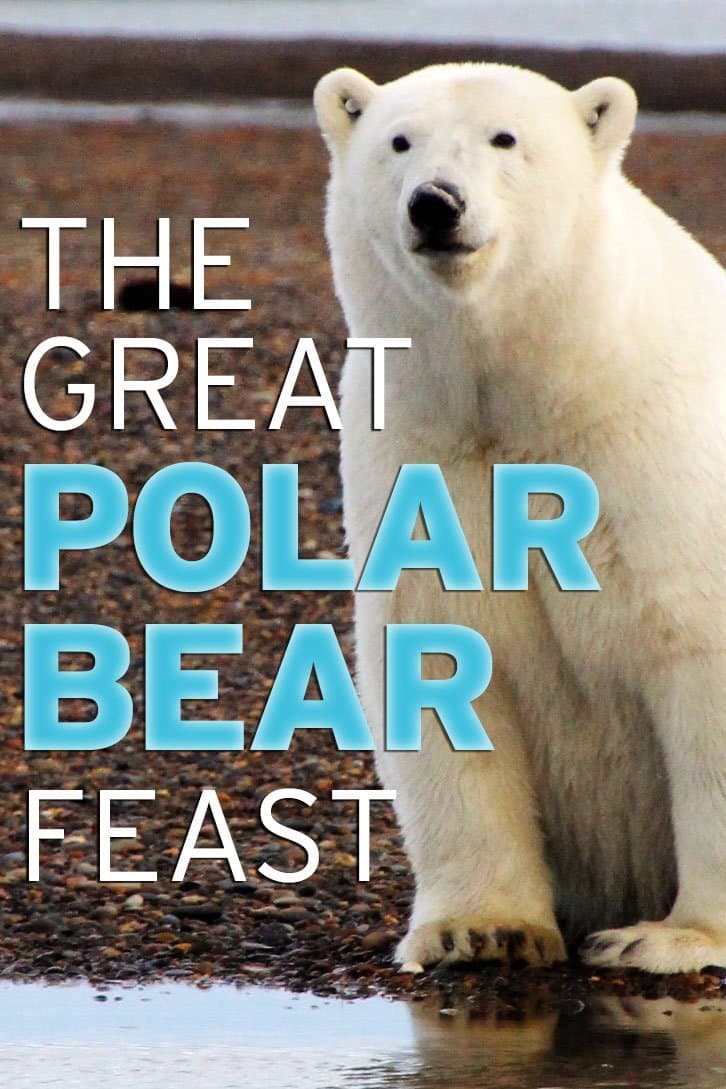 Poster The Great Polar Bear Feast