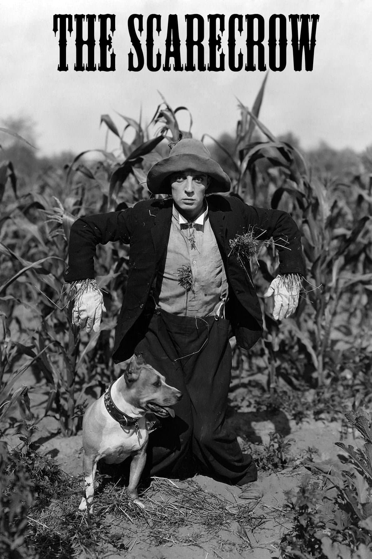 Poster The Scarecrow