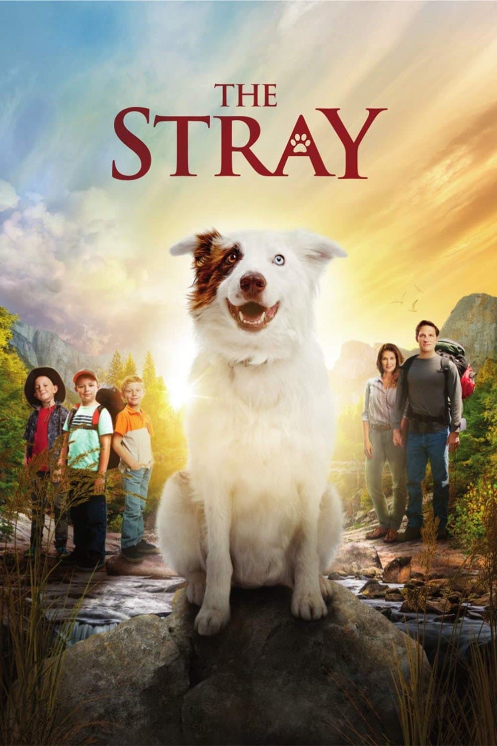 Poster The Stray