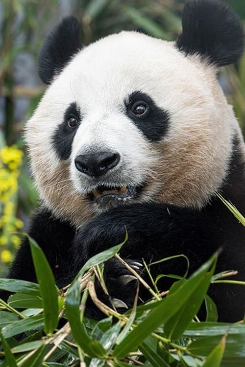 Ai Bao image