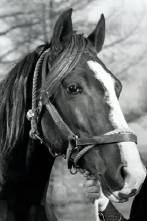 Champion Jr. image