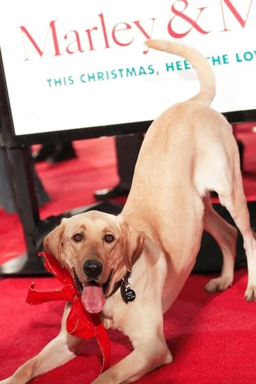 Clyde the Dog image