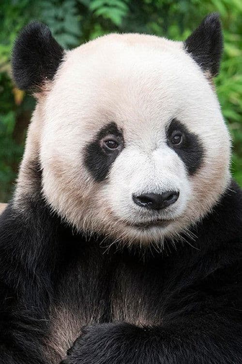 Le Bao image