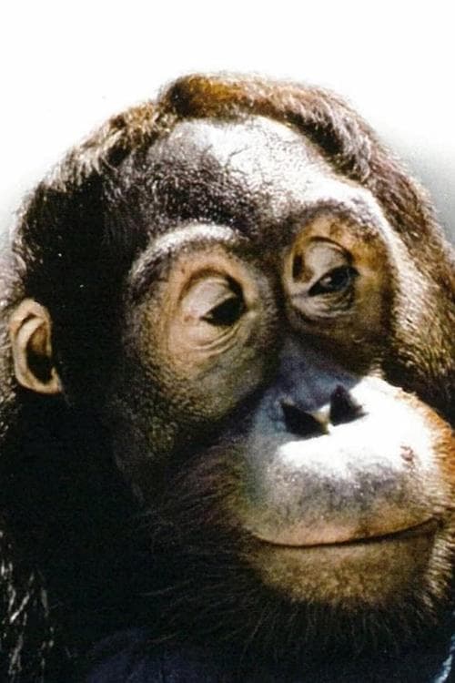 Manis image