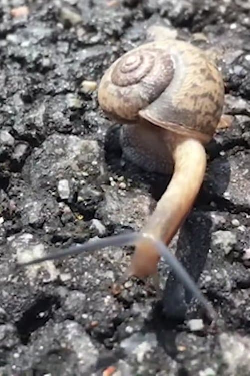 Snail image