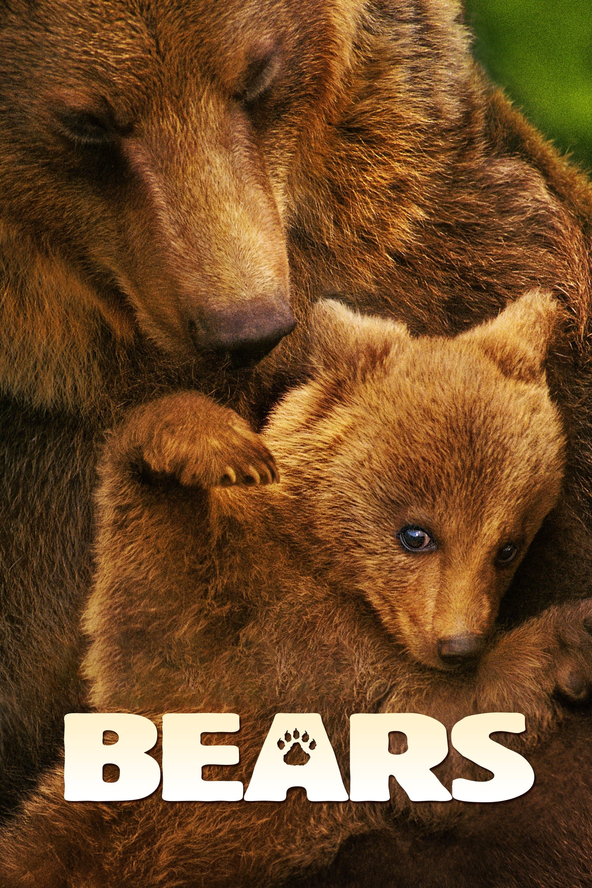 Poster Bears