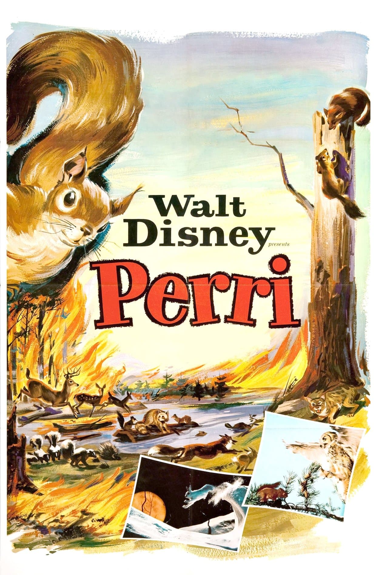 Poster Perri
