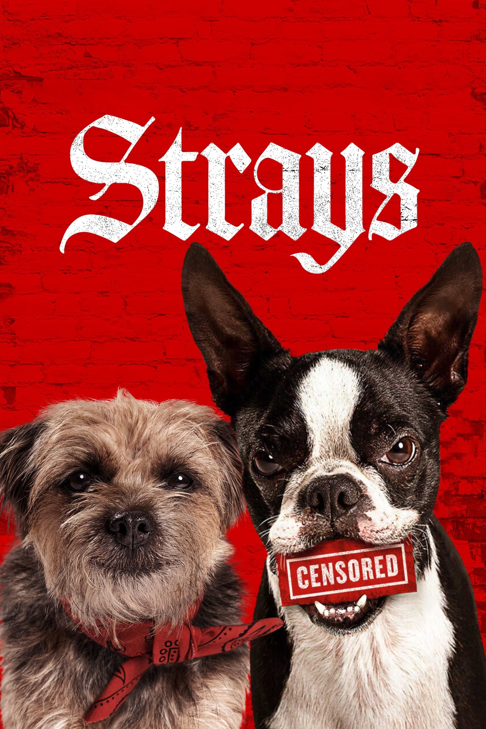 Poster Strays