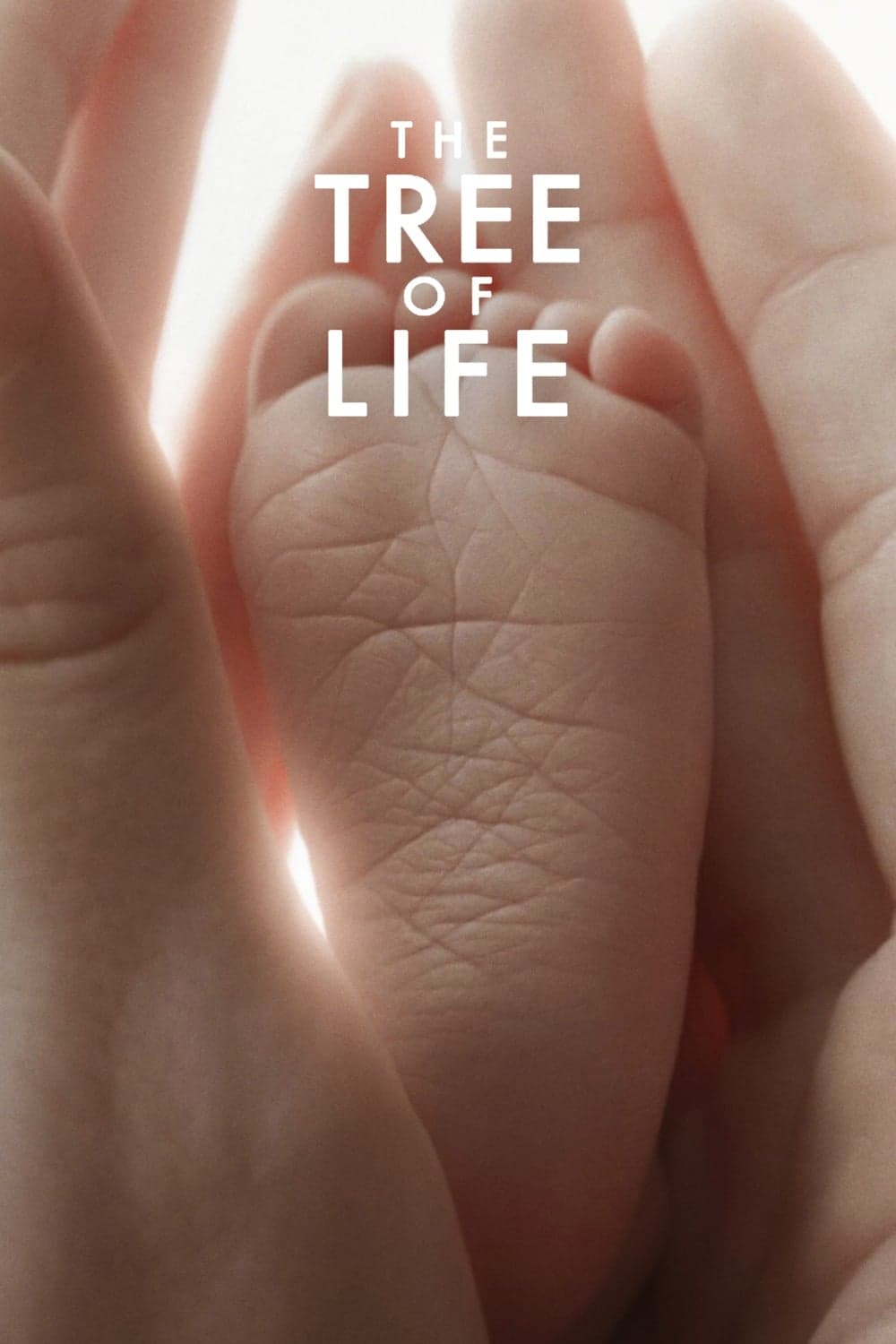 Poster The Tree of Life